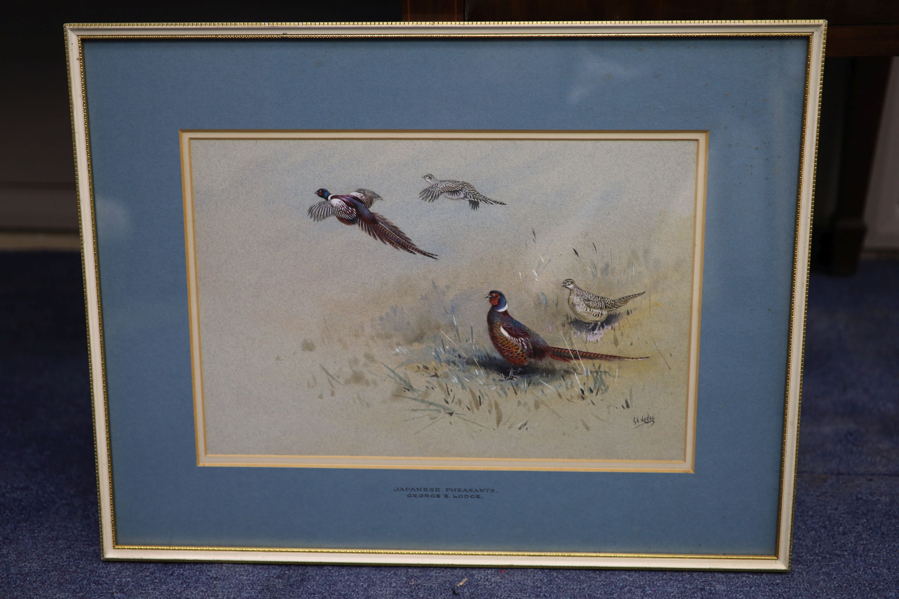 George Edward Lodge (1860-1954) Chinese Pheasants 24 x 35.5cm